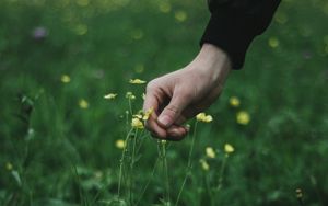 Превью обои рука, трава, касание, цветы