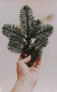 Превью обои рука, ветка, ель, хвоя