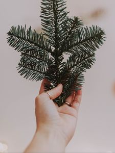 Превью обои рука, ветка, ель, хвоя