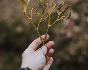 Превью обои рука, ветка, листья, стебель