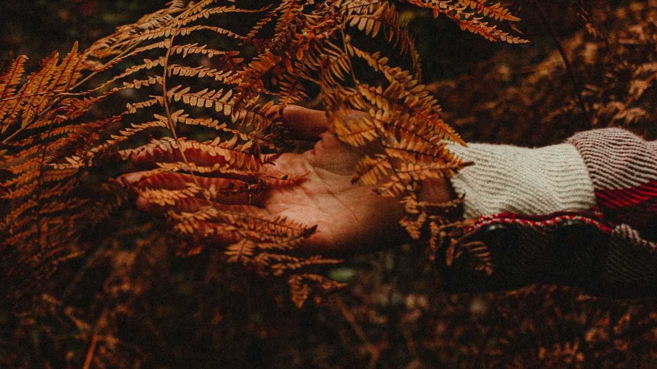 Обои рука, ветка, осень, листья