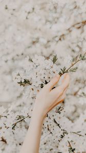 Превью обои рука, ветка, цветы, сакура, весна, нежность