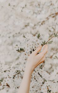 Превью обои рука, ветка, цветы, сакура, весна, нежность