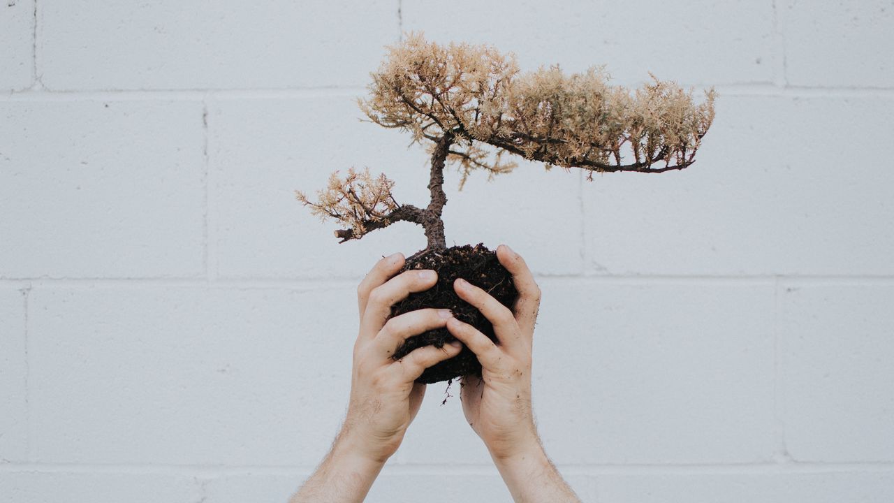 Обои руки, бонсай, дерево, растение