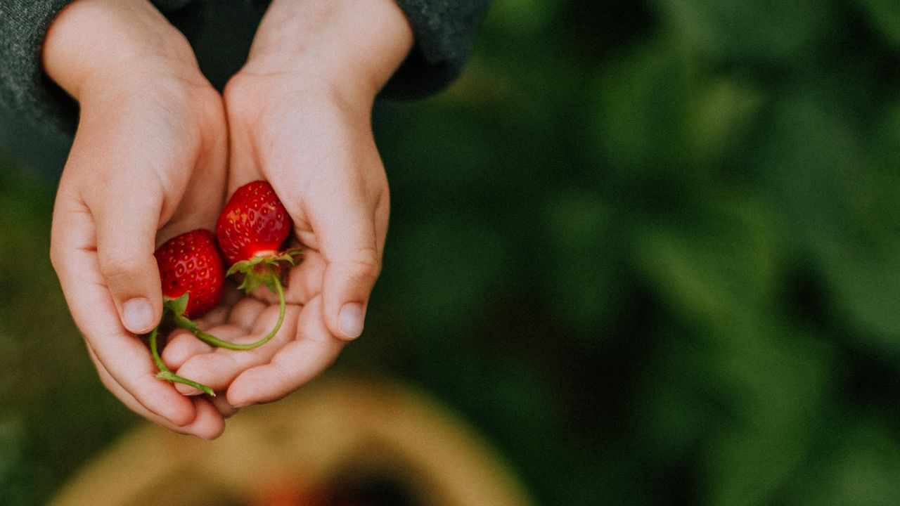 Обои руки, клубника, ягода, фрукты, фокус