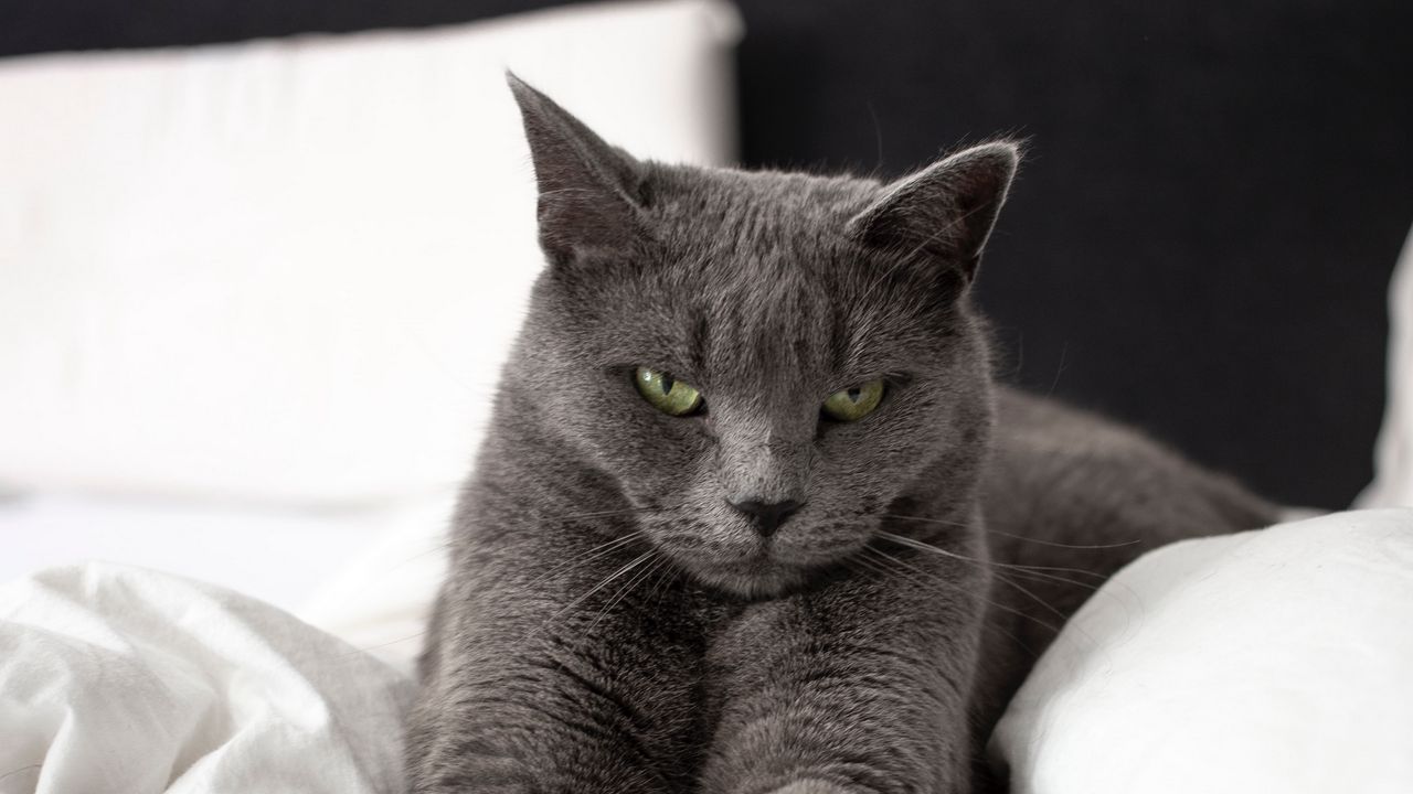 Обои русская голубая кошка, кошка, животное, питомец, серый, взгляд