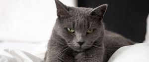 Превью обои русская голубая кошка, кошка, животное, питомец, серый, взгляд