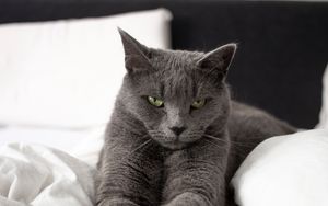 Превью обои русская голубая кошка, кошка, животное, питомец, серый, взгляд