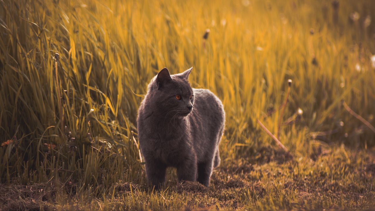 Обои русская голубая, кошка, серый, питомец, трава