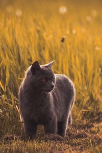 Превью обои русская голубая, кошка, серый, питомец, трава