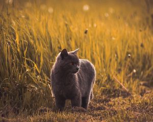 Превью обои русская голубая, кошка, серый, питомец, трава