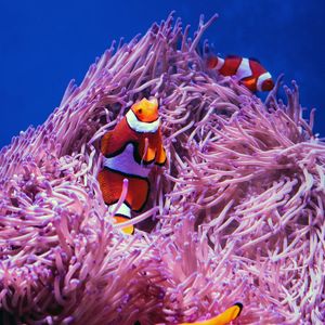 Превью обои рыба клоун, рыба, кораллы, риф