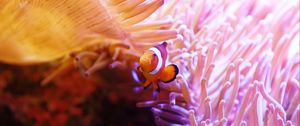 Превью обои рыба клоун, рыба, кораллы, подводный мир, вода