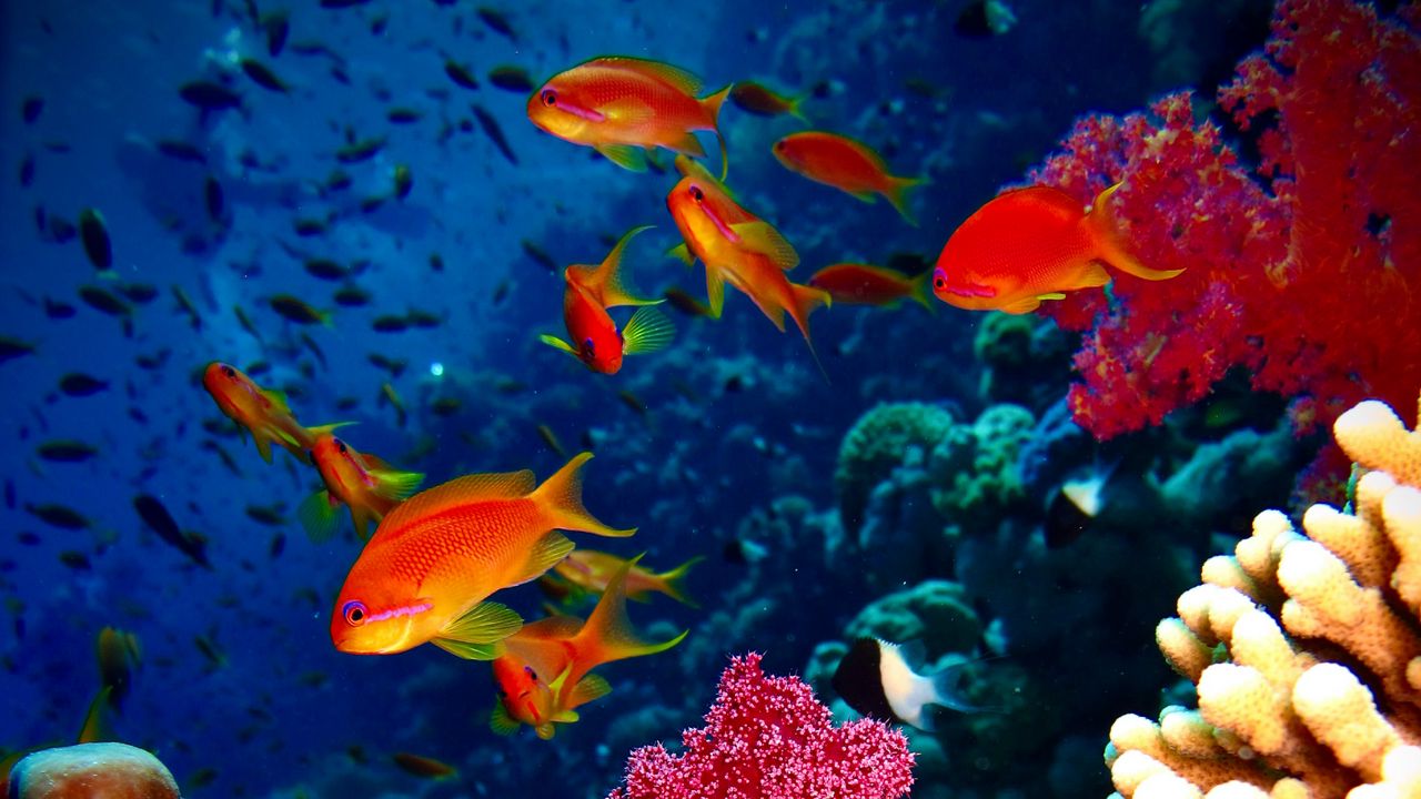 Рыбки в коралловых рифах