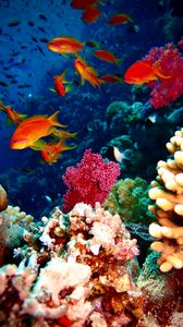 Превью обои рыба, кораллы, аквариум, риф