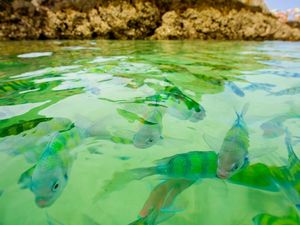 Превью обои рыба, море, подводный, плавать