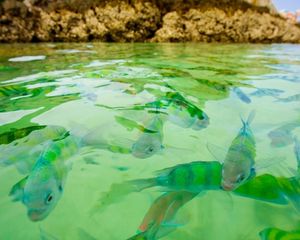 Превью обои рыба, море, подводный, плавать