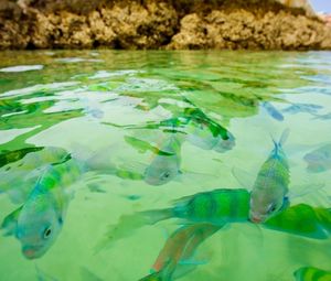 Превью обои рыба, море, подводный, плавать