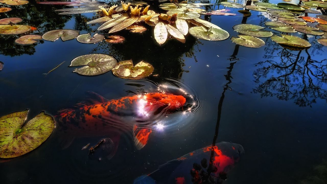 Обои рыба, озеро, пруд, солнечный свет, листья, кувшинки, отражение