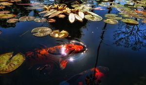 Превью обои рыба, озеро, пруд, солнечный свет, листья, кувшинки, отражение