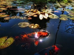 Превью обои рыба, озеро, пруд, солнечный свет, листья, кувшинки, отражение