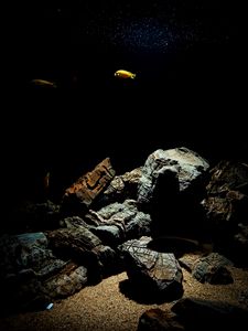 Превью обои рыба, подводный мир, камни