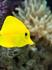 Превью обои рыба, желтая, подводный мир, водоросли