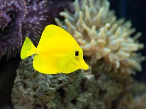 Превью обои рыба, желтая, подводный мир, водоросли