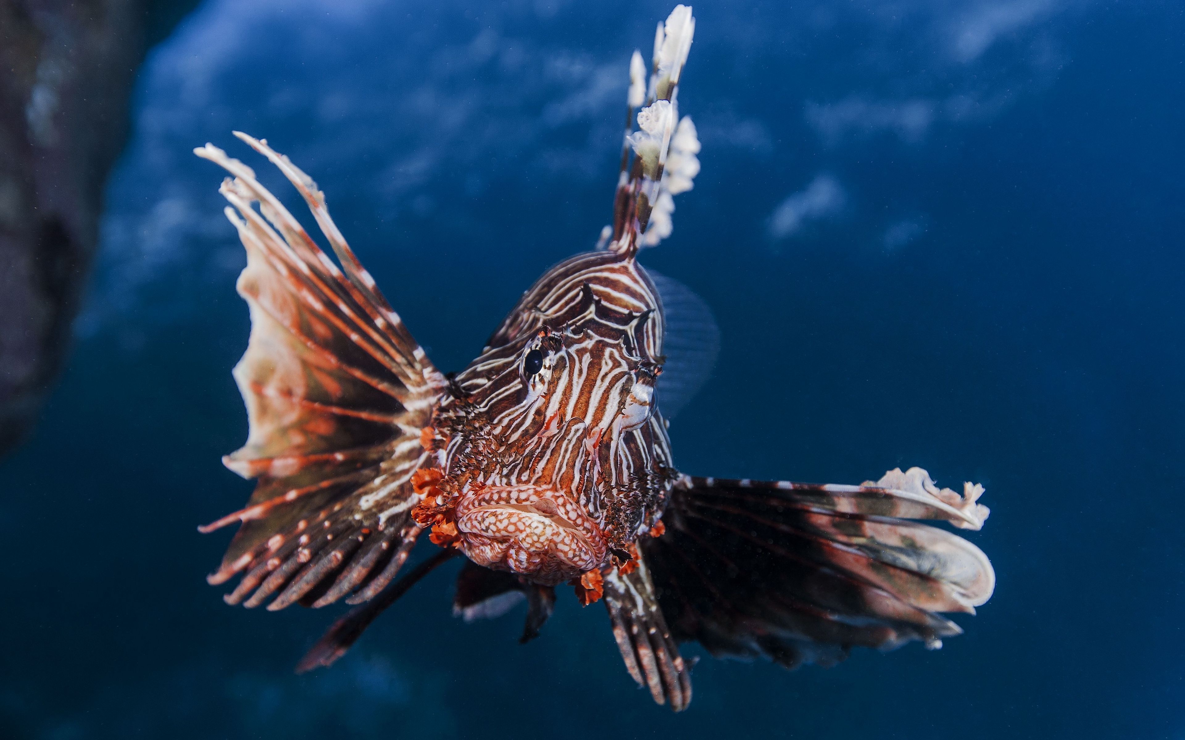 Необычные рыбы мира фото с названиями