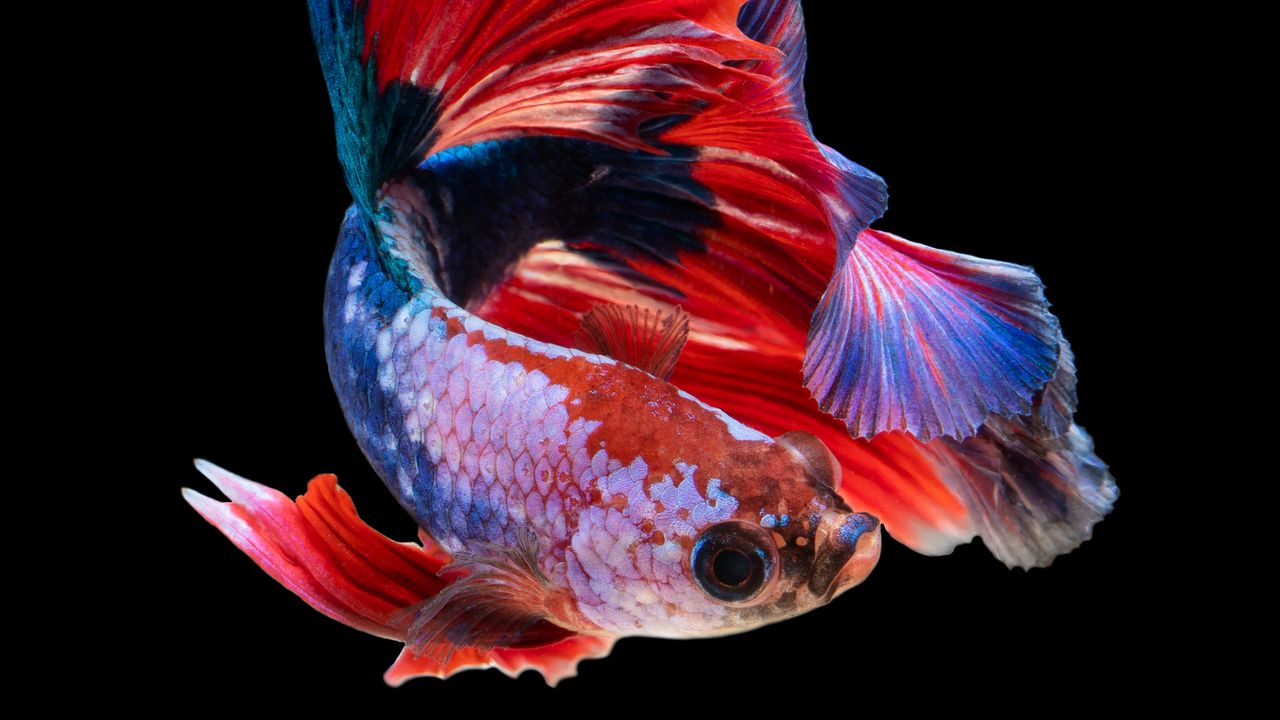 Обои рыбка, аквариум, красный, темный фон
