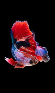 Превью обои рыбка, аквариум, красный, темный фон