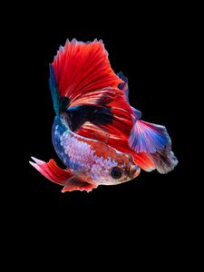 Превью обои рыбка, аквариум, красный, темный фон