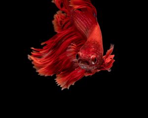 Превью обои рыбка, красный, подводный мир, аквариум