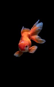 Превью обои рыбка, подводный мир, плавать, оранжевая
