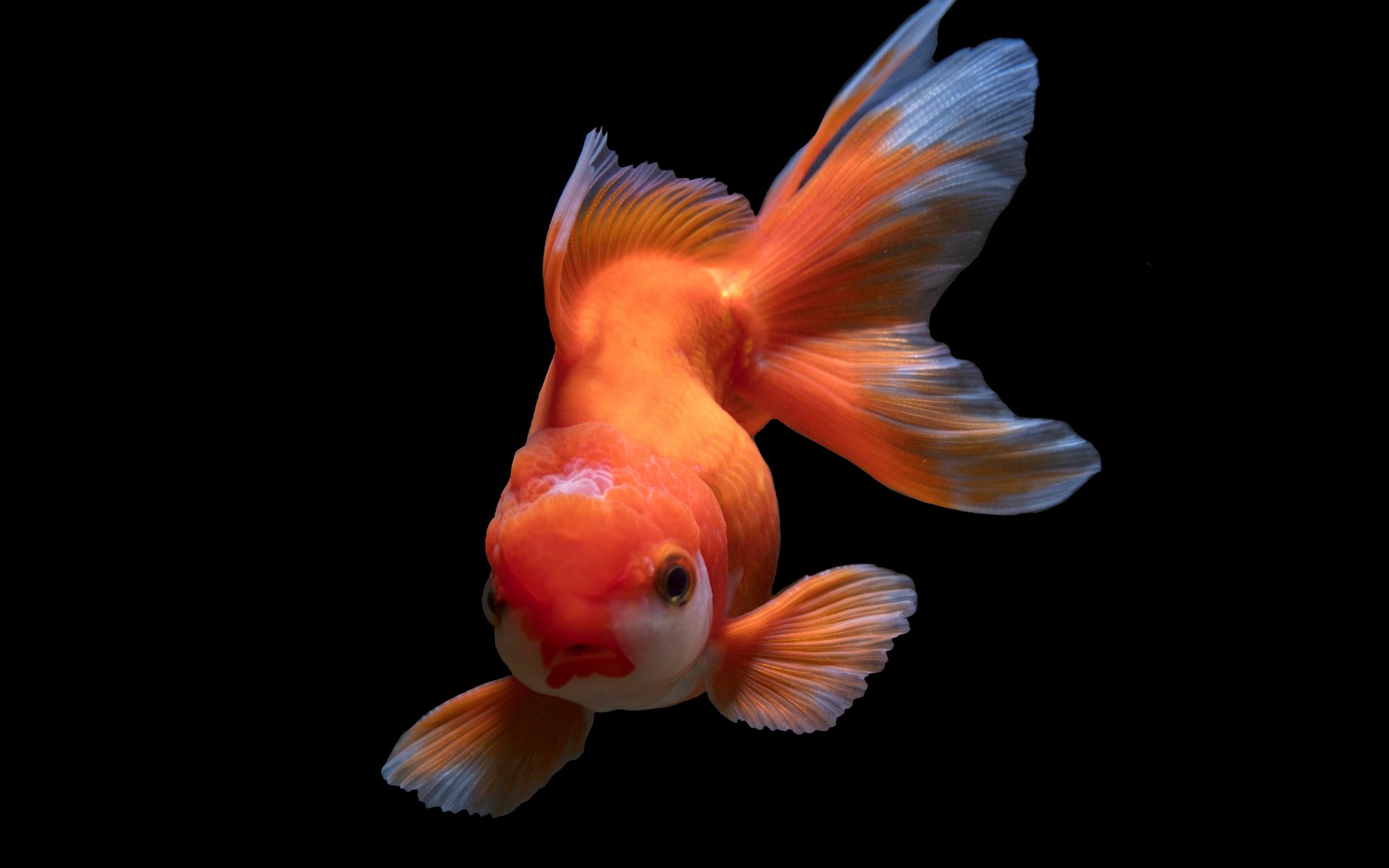 Золотая рыбка Оранда