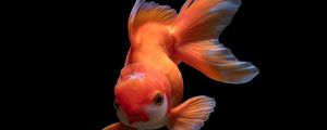 Превью обои рыбка, подводный мир, плавать, оранжевая