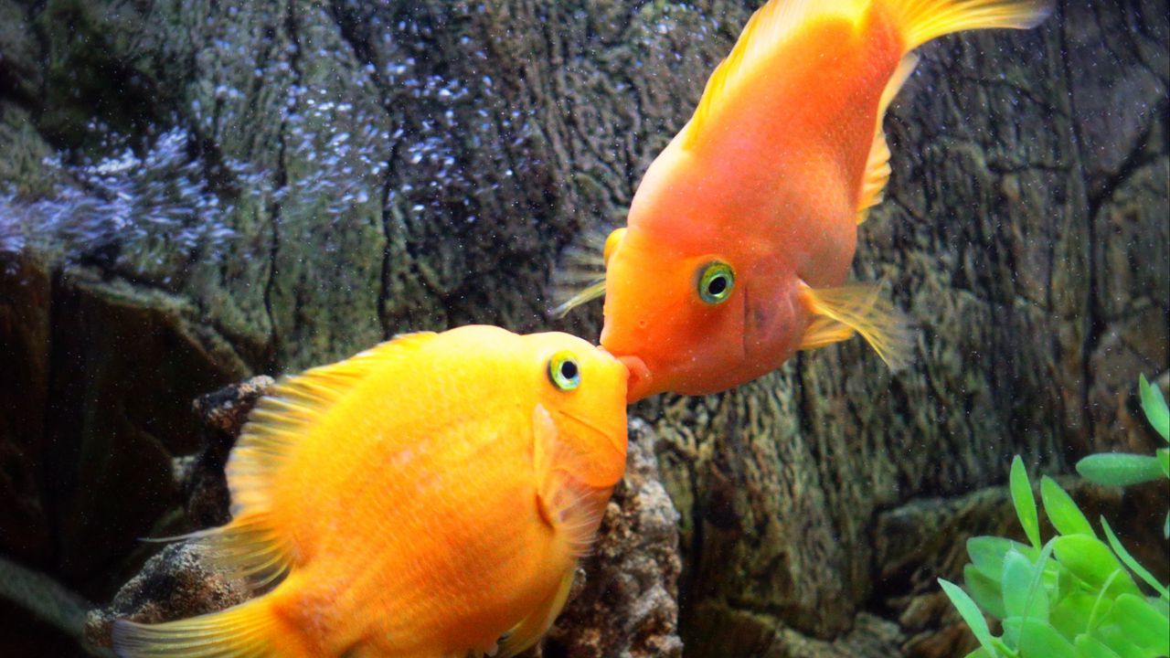Обои рыбки, поцелуй, под водой, вода