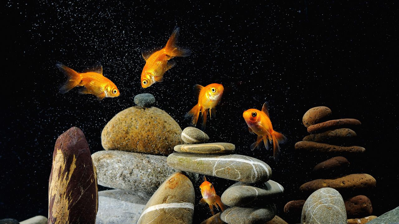 Обои рыбы, аквариум, камни, чёрный фон