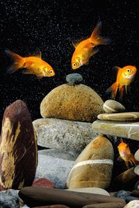 Превью обои рыбы, аквариум, камни, чёрный фон