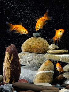 Превью обои рыбы, аквариум, камни, чёрный фон
