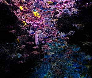 Превью обои рыбы, камни, кораллы, подводный мир