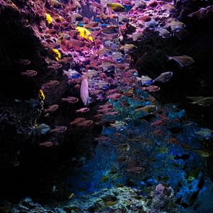 Превью обои рыбы, камни, кораллы, подводный мир