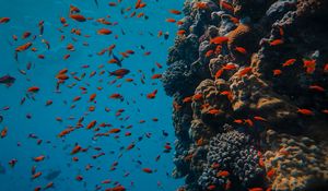 Превью обои рыбы, коралловый риф, океан, подводный мир