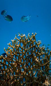 Превью обои рыбы, кораллы, подводный мир, вода
