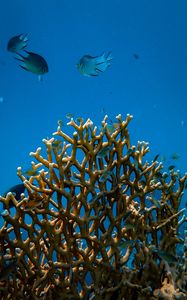 Превью обои рыбы, кораллы, подводный мир, вода