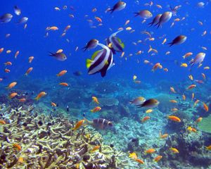 Превью обои рыбы, кораллы, подводный мир