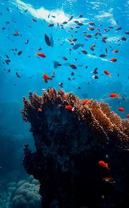 Превью обои рыбы, кораллы, водоросли, подводный мир