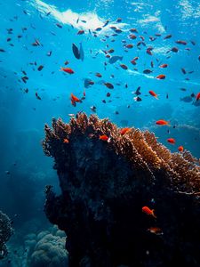 Превью обои рыбы, кораллы, водоросли, подводный мир