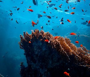 Превью обои рыбы, кораллы, водоросли, подводный мир