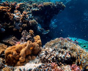 Превью обои рыбы, кораллы, водоросли, вода